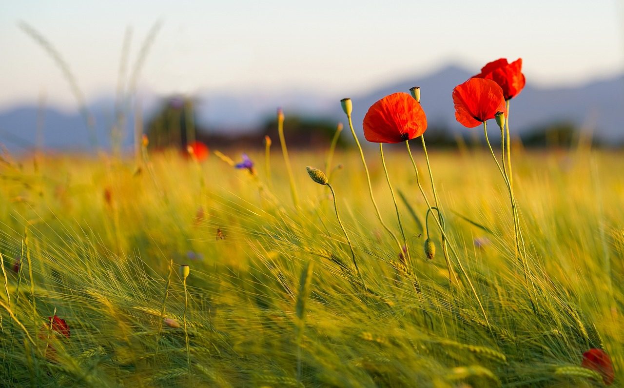 Coquelicot